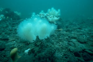 Pólipos dos dedos do homem morto nas águas da Jutlândia, Dinamarca