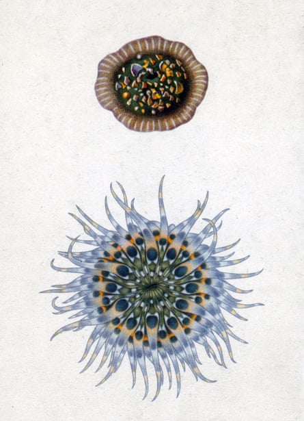 Illustration of a Sea Anemone, open and closed