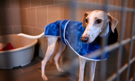 كلب من نوع السلوقي في بيت تربية الكلاب في مركز إعادة الإسكان في غرب نورفولك RSPCA.