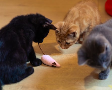 Three kittens play with a Zebedee’s valerian mouse.