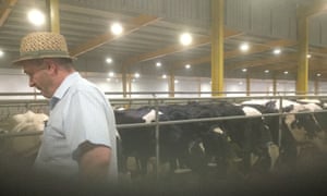 John Dore with a herd of cows.