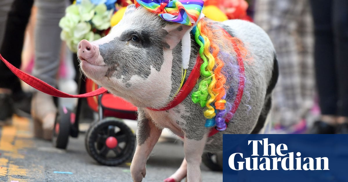 San Francisco's LGBT pride parade 2018 - in pictures | US ...