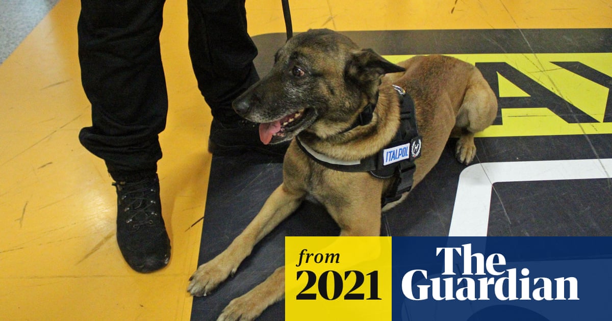 New Study Suggests Covid 19 Hopped From Dogs To Humans Here S Why You Should Be Skeptical