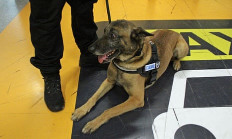 A Covid-19 sniffer dog at Fiumicino airport in Rome, Italy.