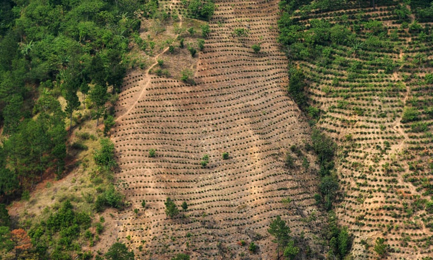 View of crops and a forest on a hillside damaged by deforestation, pests and prolonged droughts in the La Ceiba Talquezal village in the municipality of Jocotan in eastern Guatemala in 2017.