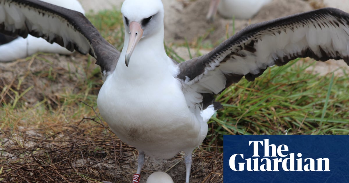 Wisdom the albatross, the world’s oldest known wild bird, has another chick at age 70