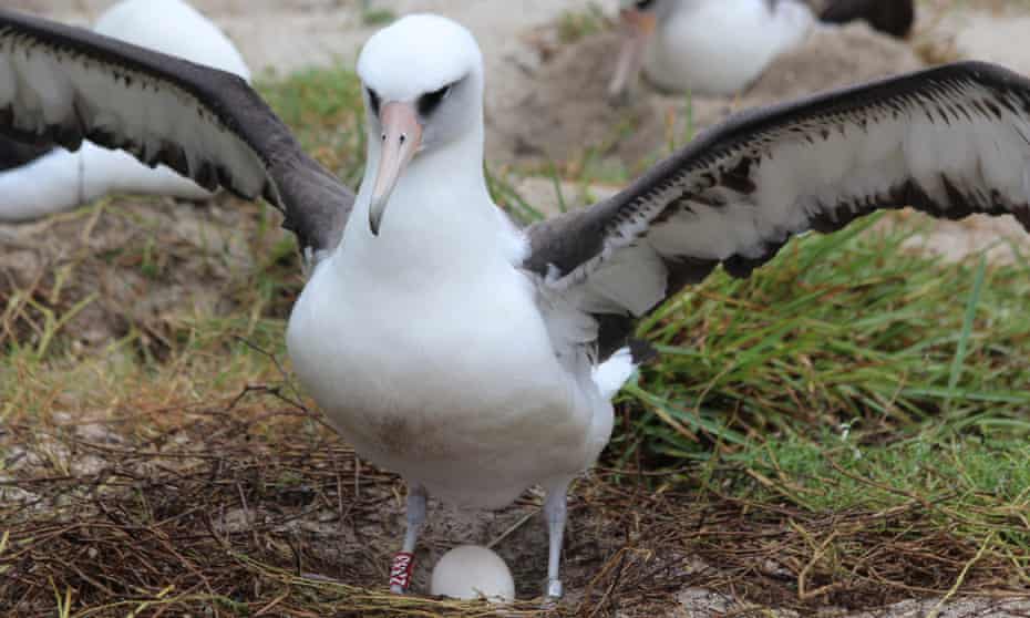 Wisdom incubating a previous egg. The Laysan albatross is thought to have hatched more than 35 chicks in her life.