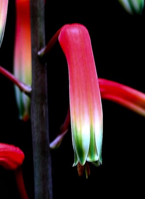 Two new species of Aloe have been found and named by Kew scientists