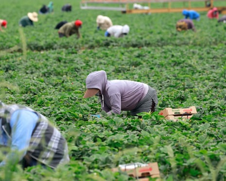 Farmworkers bent over harvesting strawberries in a large green field, with cardboard boxes nearby