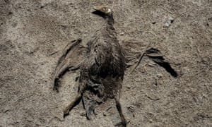 The carcass of a bird on the dried ground of lake Poopó.