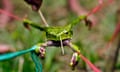 A frog is tied up as its secretions are extracted for use as kambo
