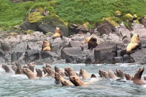 Steller sea lions swim during a tsunami approaching the shore of the Antsiferov Island located in the northern Kuril Islands chain in the Sea of Okhotsk, Russia