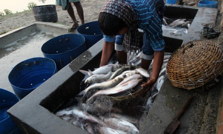 Fishermen measure fish before sale