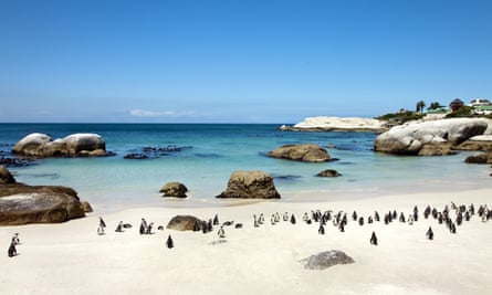 Penguins on Boulders Beach, Cape Town, Cape Peninsula, Western Cape, South Africa