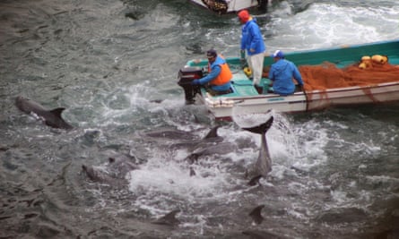 Photo taken in 2014 by environmentalist group Sea Shepherd Conservation Society shows bottlenose dolphins trapped in the cove during the selection process by fishermen in the Japanese town of Taiji.