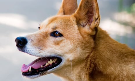 A dingo in close-up