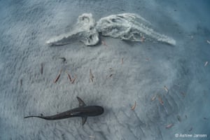 The skeleton of a humpback whale on the ocean floor surrounded by several species of sharks