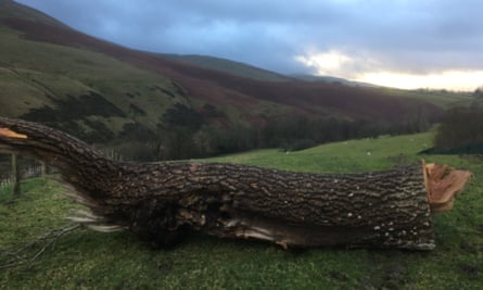 Le frêne qui a finalement été enlevé après avoir été abattu lors de la tempête Arwen, à Tebay, Cumbria