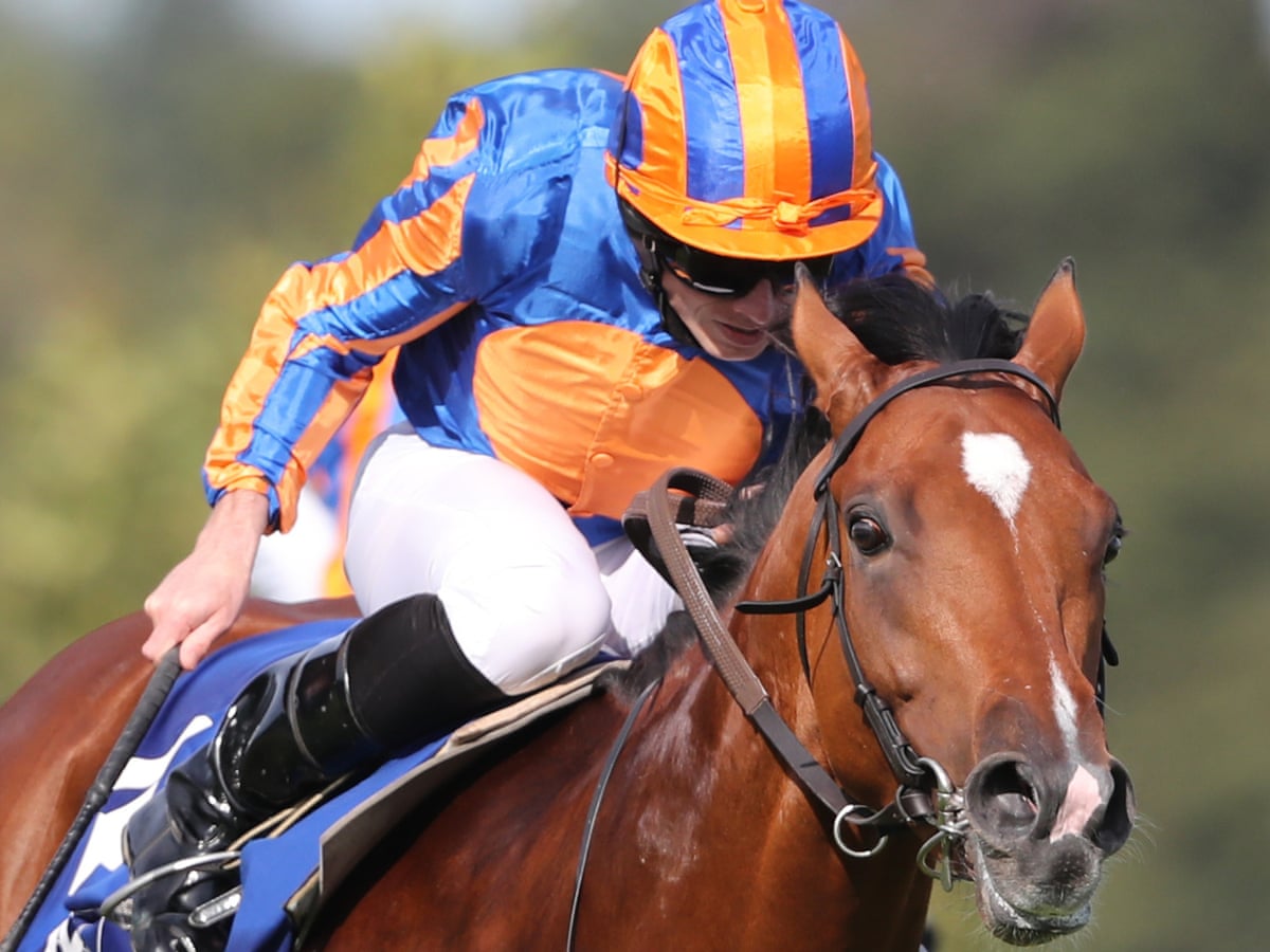 Talking Horses Ballydoyle Runs 11 Of The 12 In Saturday S Vertem Futurity Sport The Guardian