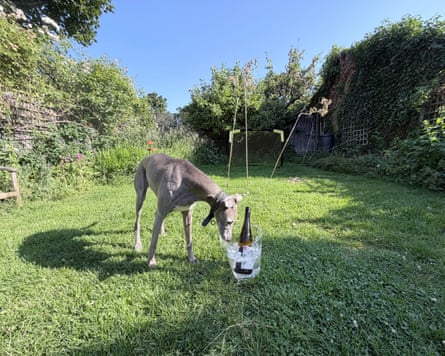 A dog drinking from the Nude glacier wine cooler.