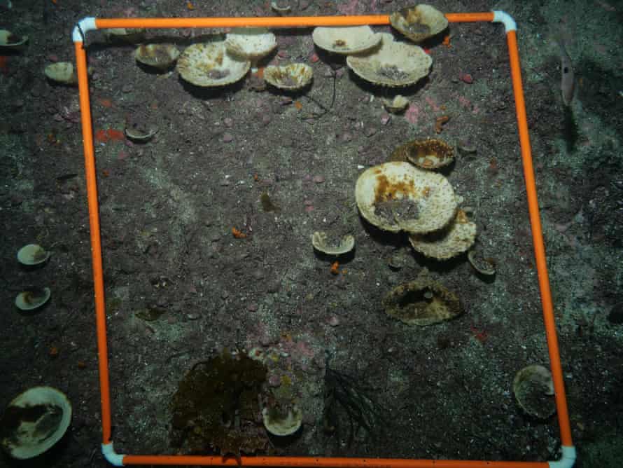 A group of bleached sponges photographed by researchers