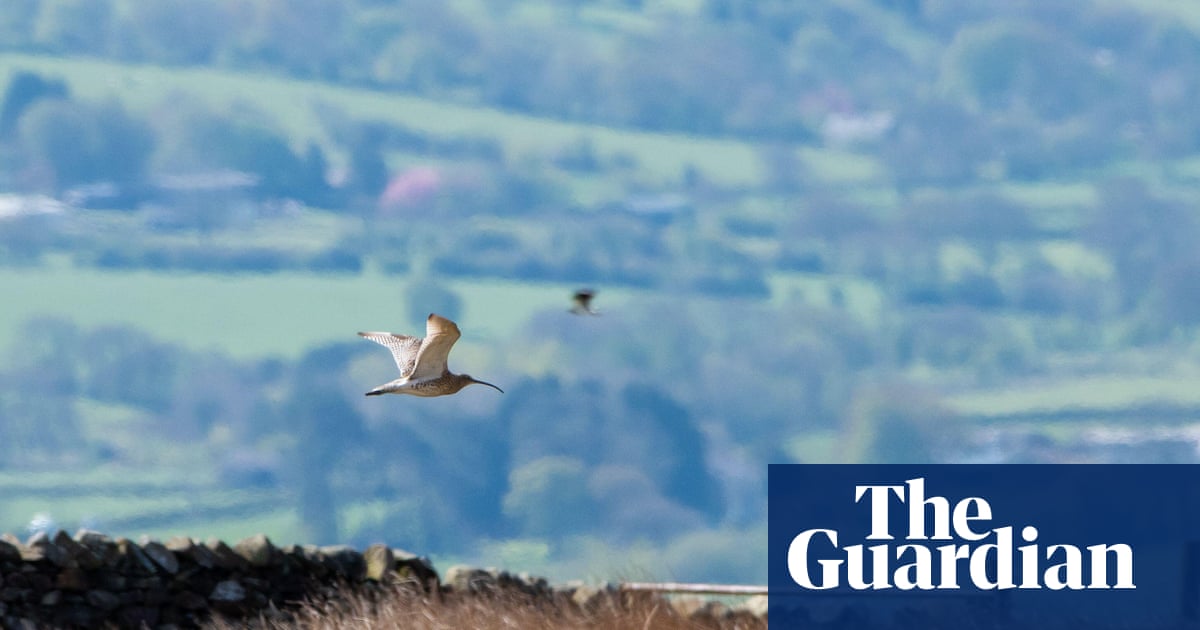 UK may have failed to protect wild birds with environmental laws, watchdog finds