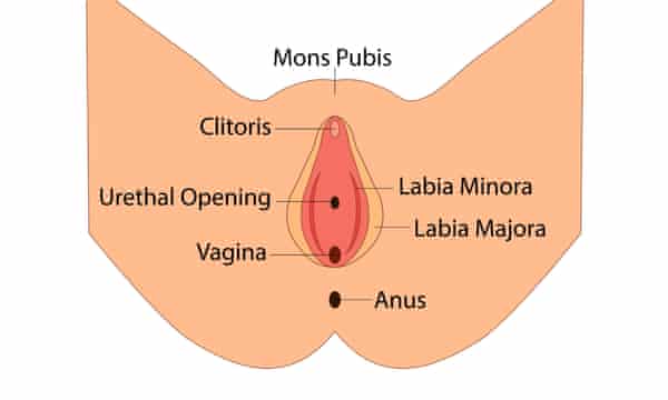 Vulva anatomy diagram