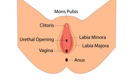 Vulva anatomy diagram