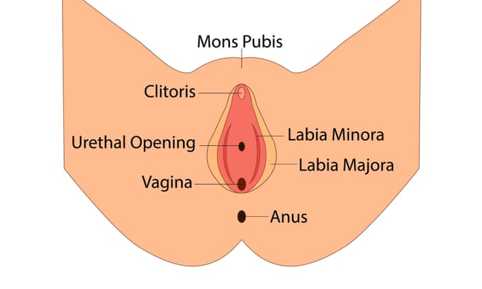The labia libraries