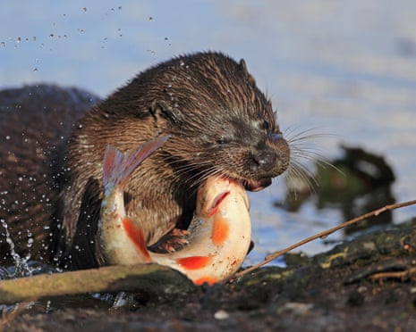 Common Otter (Lutra lutra) feeding on fish, Thetford, Norfolk, UK.