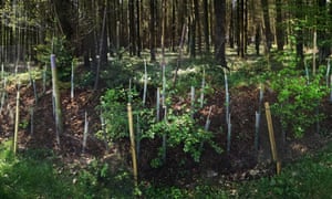 The Daveys, like many woodland owners, are replacing fast-growing conifers trees with diverse native species to support wildlife.