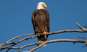 Funny: Bald eagle attacks government drone and sends it to bottom of Lake Michigan  4800