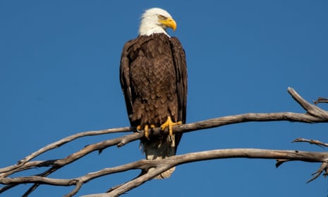 A bald eagle. ‘The attack could have been a territorial squabble with the electronic foe, or just a hungry eagle.’