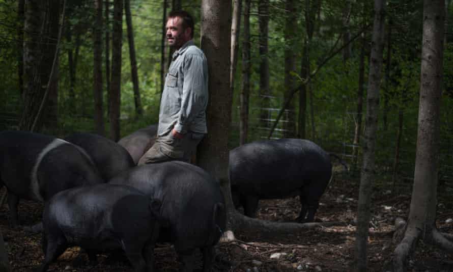 Blackstrap pigs