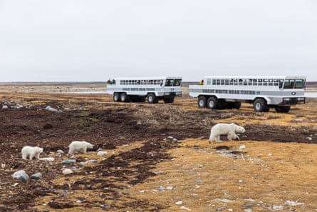 Tour groups view polar bears along the Hudson Bay on a cloudy autumn morning.
