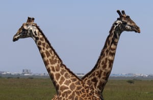 Duas girafas viradas em direções opostas