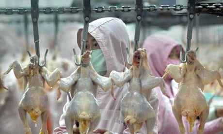 Workers inspect chickens on an assembly line in Harbin, northeast China