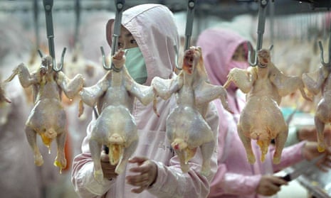 Workers inspect chickens at a poultry factory in China