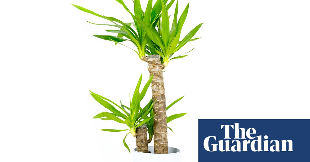 Houseplant clinic: has my yucca been overwatered?