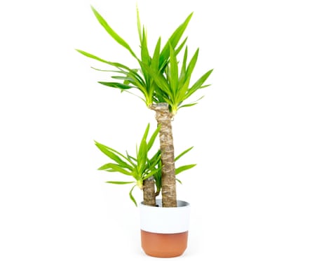 A yucca plant in a terracotta and white pot