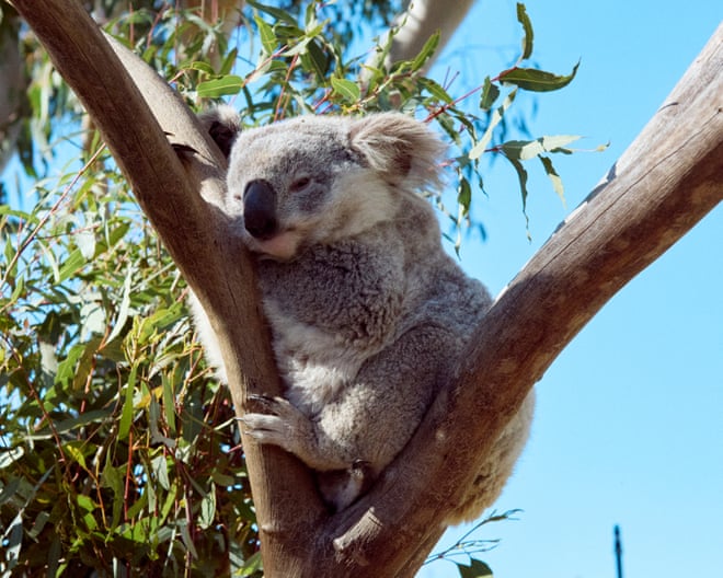 Minns government’s environmental integrity condemned as ‘nonexistent’ amid 40% surge in land clearing Minns government’s environmental integrity condemned as ‘nonexistent’ amid 40% surge in land clearing