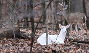 Uma corça albina de cauda branca com dois machos perto de Johnstown, Pensilvânia, EUA