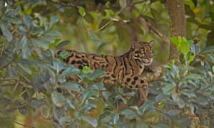 Clouded leopard.
