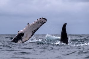 Humpback whales come to the equatorial sea off Atacames, Ecuador. Some 10,000 have settled in the warm waters from northern Peru to Costa Rica and beyond. On a journey that lasts the winter cycle of the southern hemisphere – from July to October – these cetaceans prefer equatorial waters for their mating and giving birth, arriving after a month of swimming