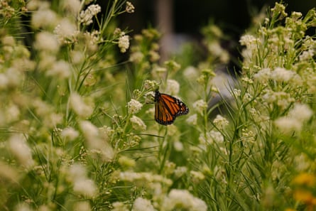 A butterfly lands in a densely planted area of garden