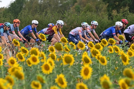 The peleton moves past a section of sunflowers en way to Nevers