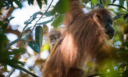 The Tapanuli orangutans having more cinnamon-coloured hair than Bornean orangutans, with a far frizzier texture than that of Sumatran orangutans.