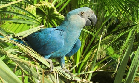 Spix’s macaw (Cyanopsitta spixii) one of the first eight birds identified as becoming extinct in the 21st century