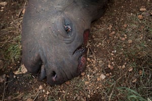 A mutilated corpse of a pregnant poached black rhino in the Lewa wildlife conservancy in northern Kenya