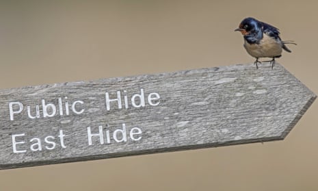 Swallow on sign at RSPB Minsmere reserve Suffolk Nature.